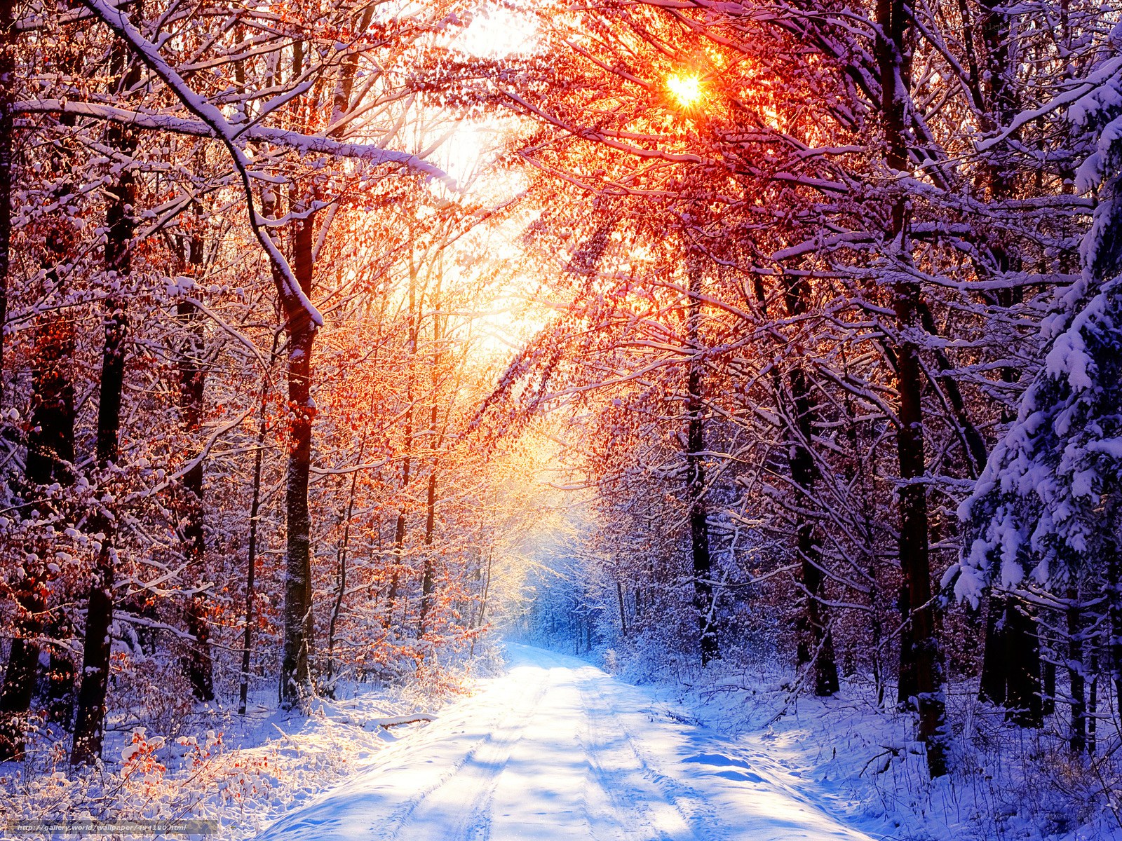 Snowy forest path at sunrise
