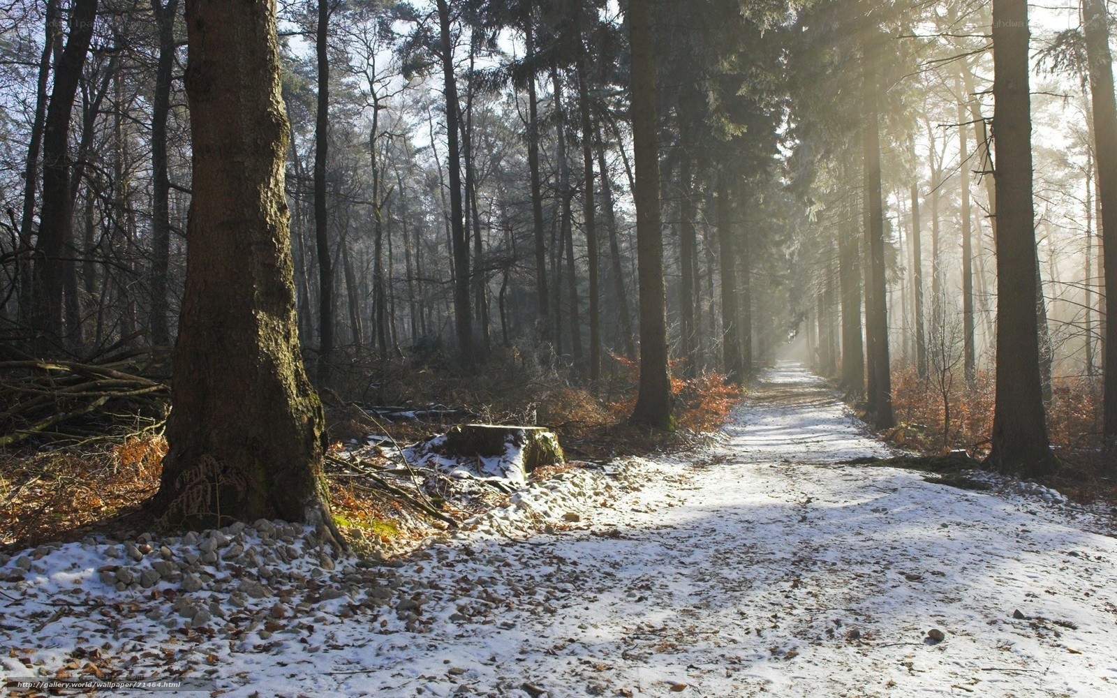 Snowy forest path at sunrise