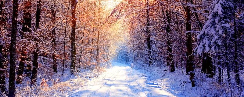 Snowy forest path at sunrise