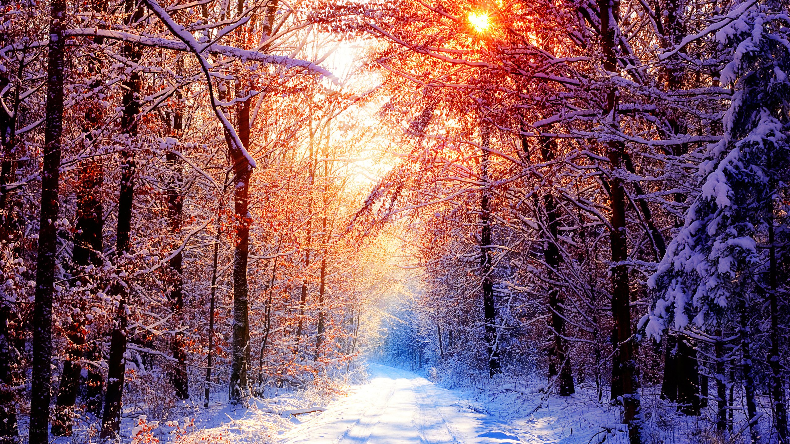 Snowy forest path at sunrise
