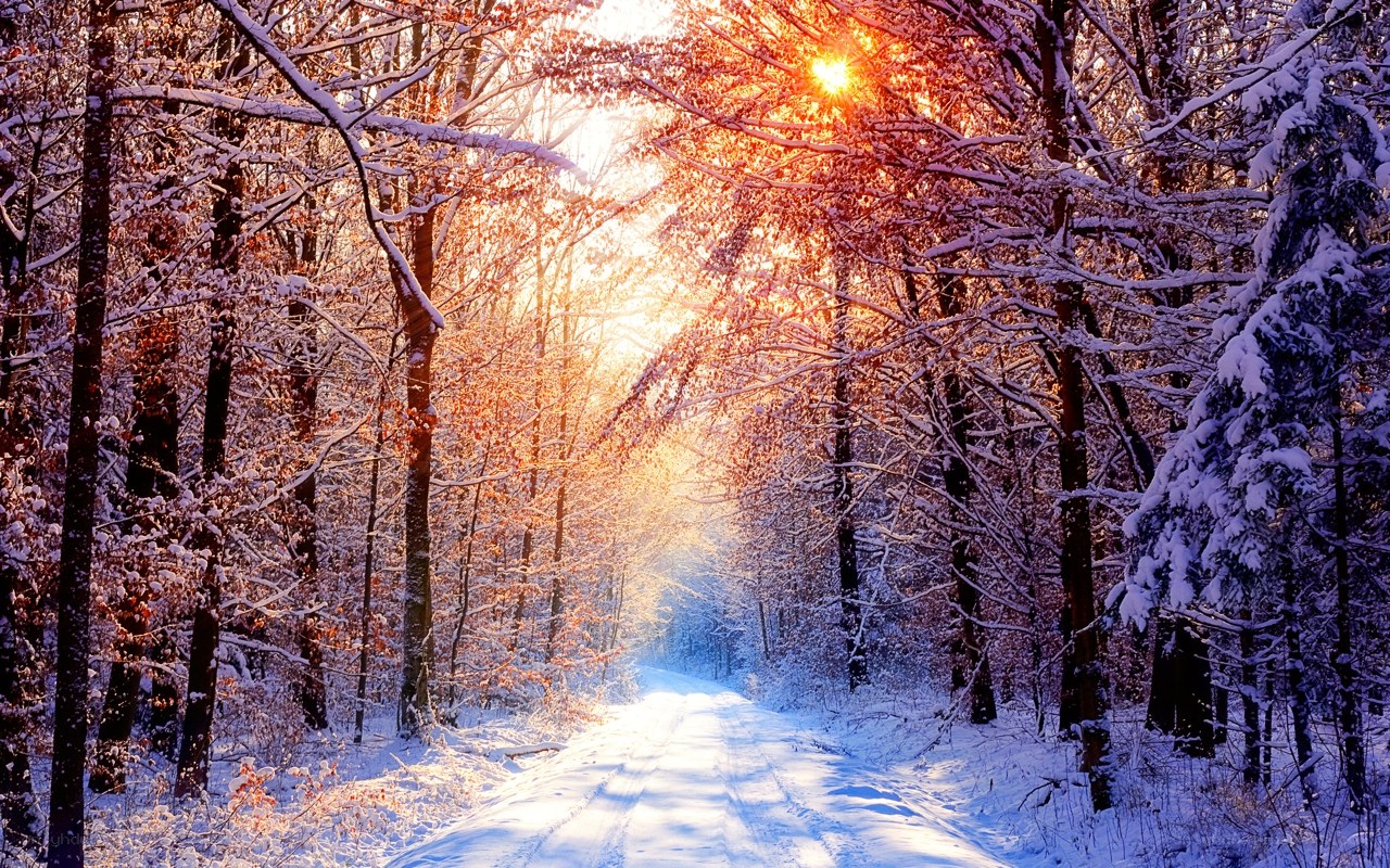 Snowy forest path at sunrise