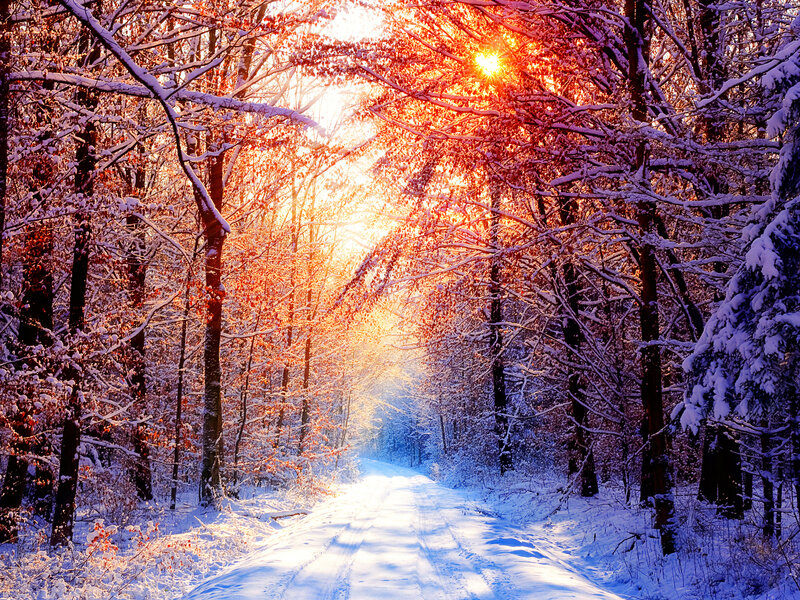 Snowy forest path at sunrise