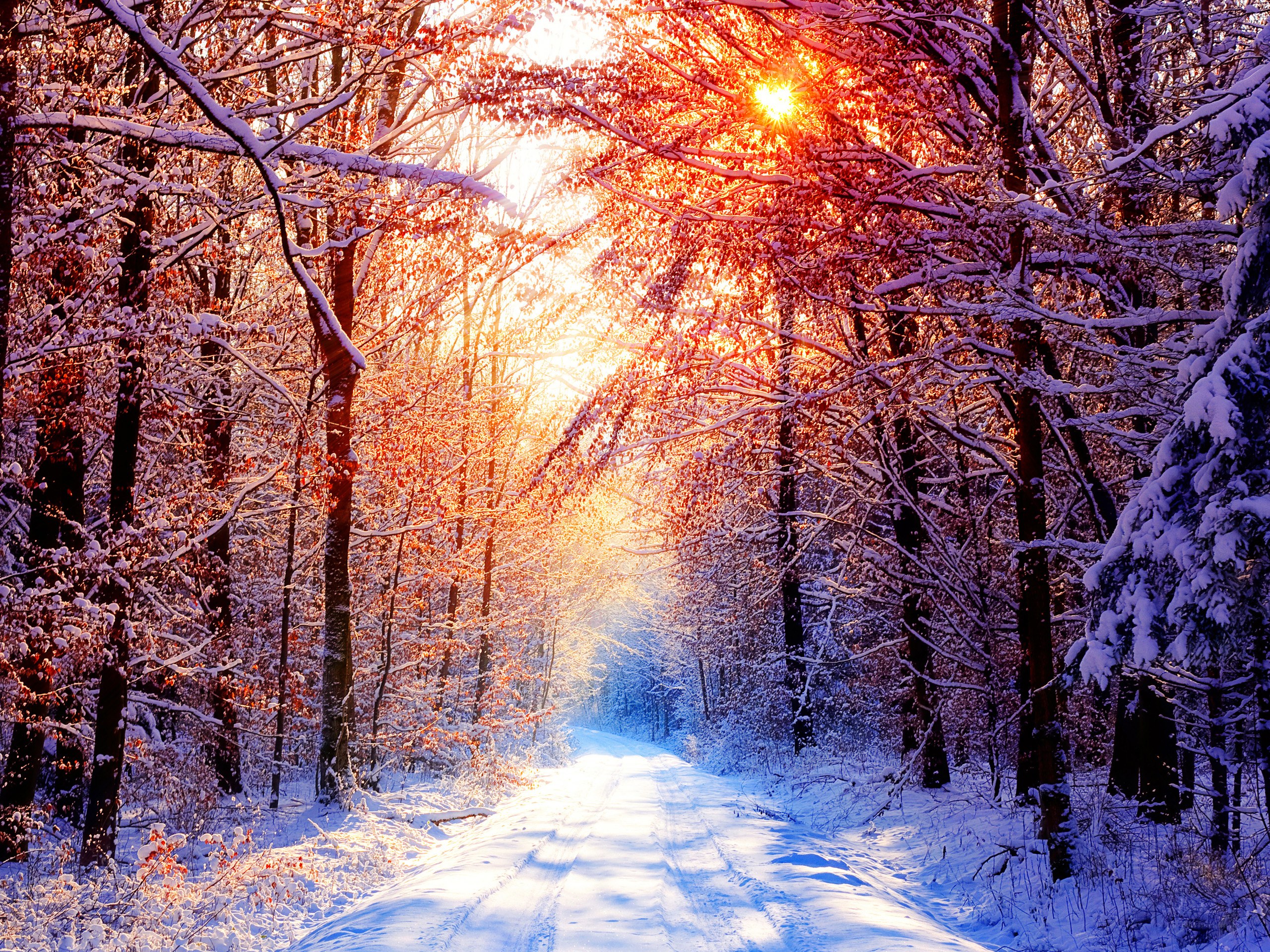 Snowy forest path at sunrise