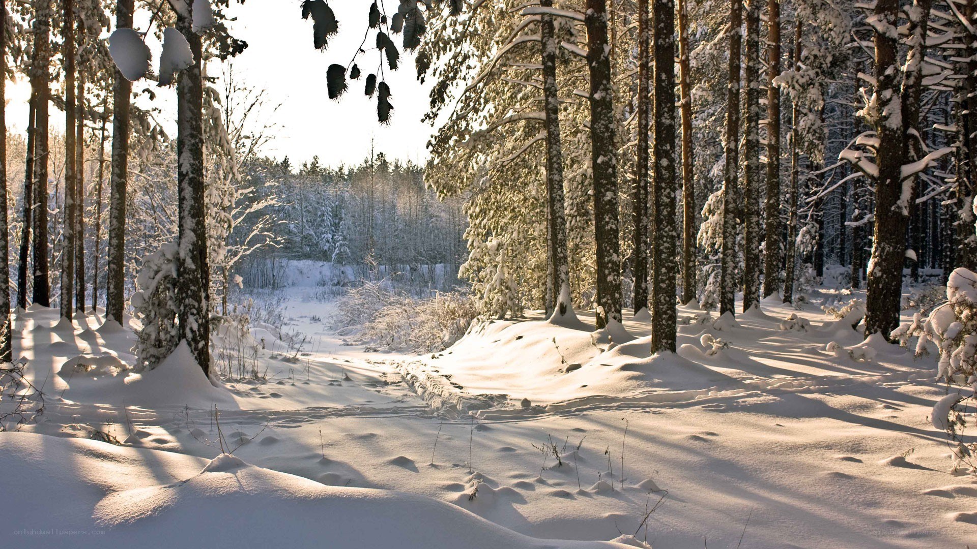 Snowy forest path at sunrise