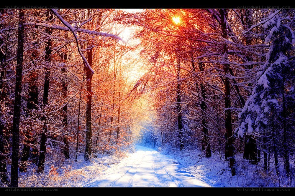 Snowy forest path at sunrise