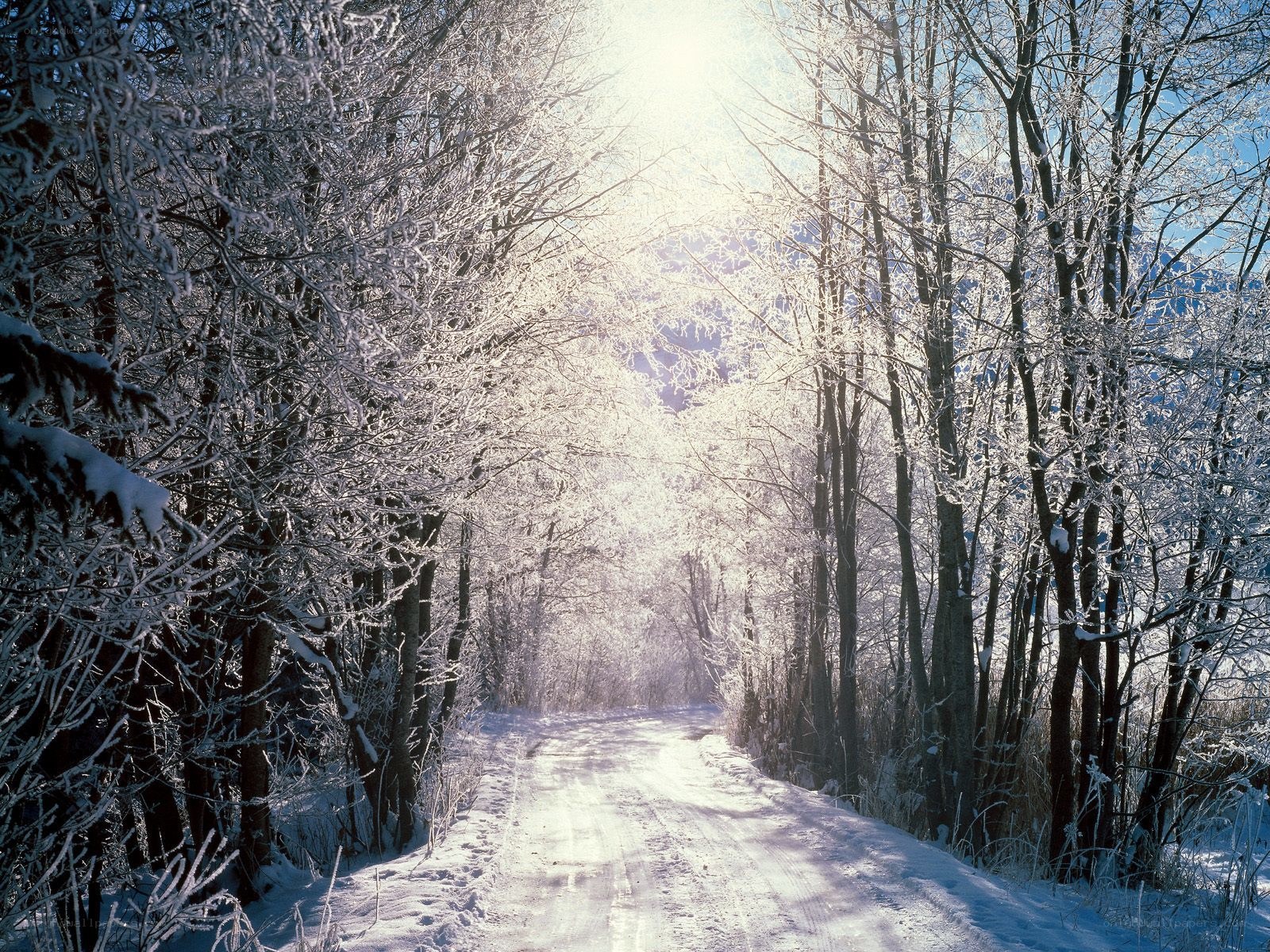 Snowy forest path at sunrise