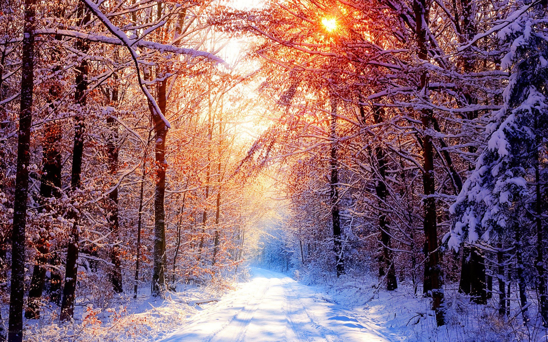 Snowy forest path at sunrise