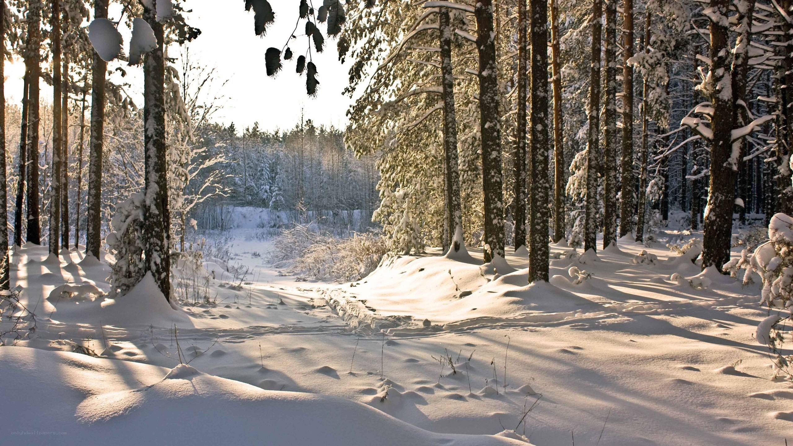 Snowy forest path at sunrise