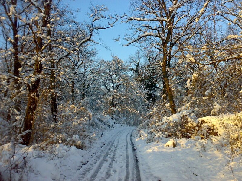 Snowy forest path at sunrise