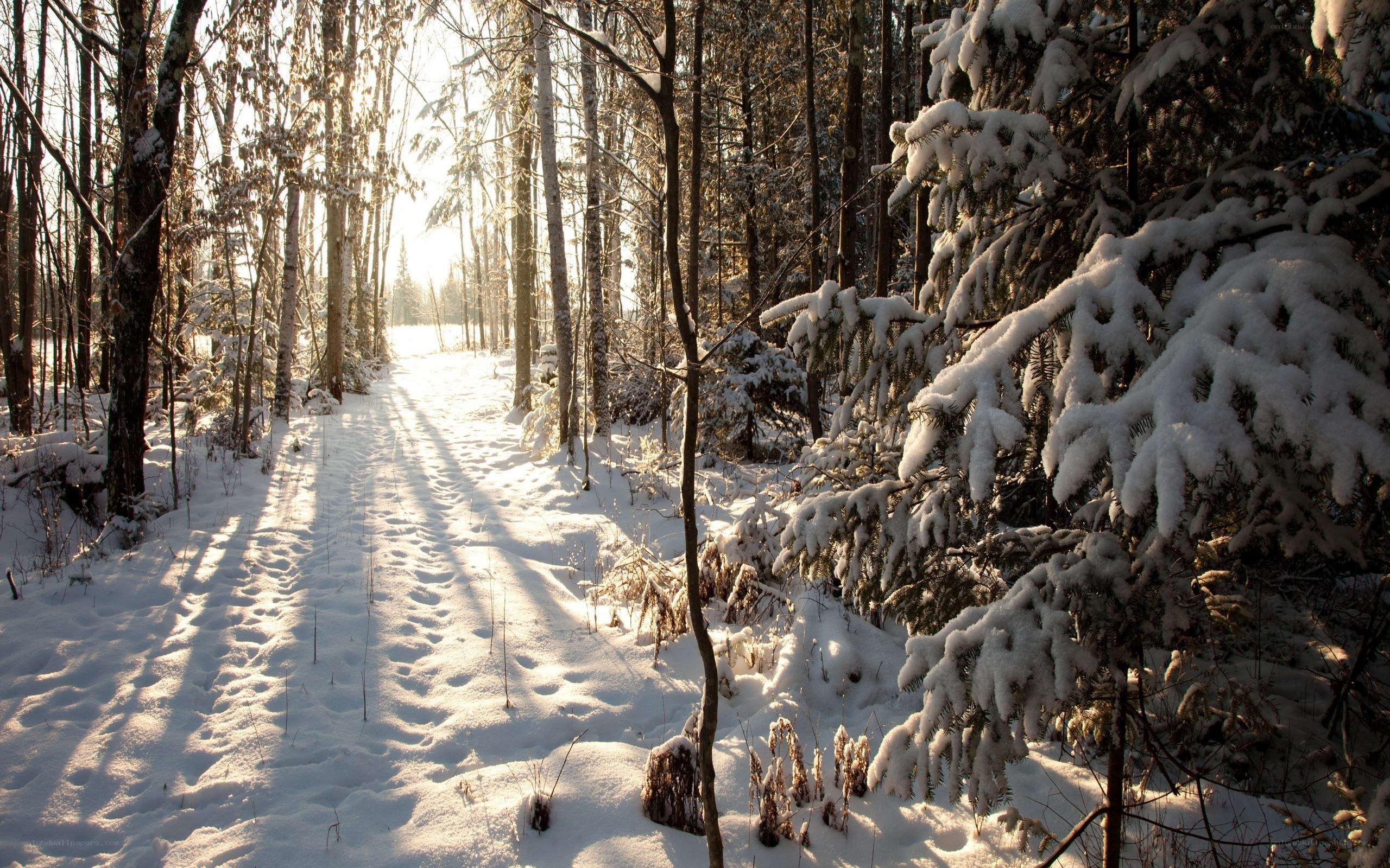 Snowy forest path at sunrise