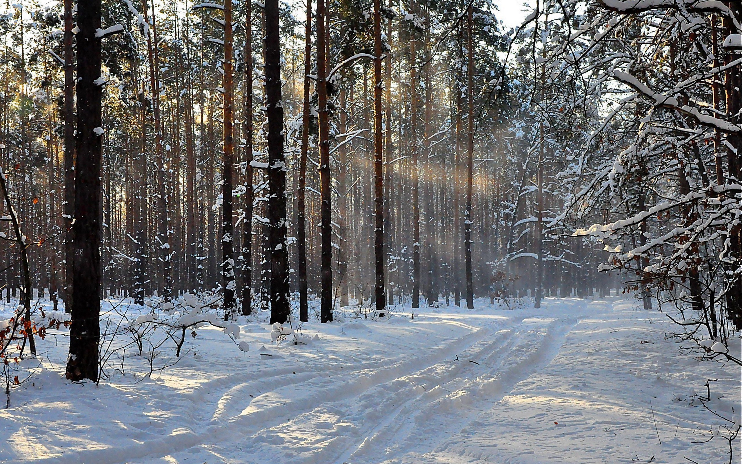 Snowy forest path at sunrise