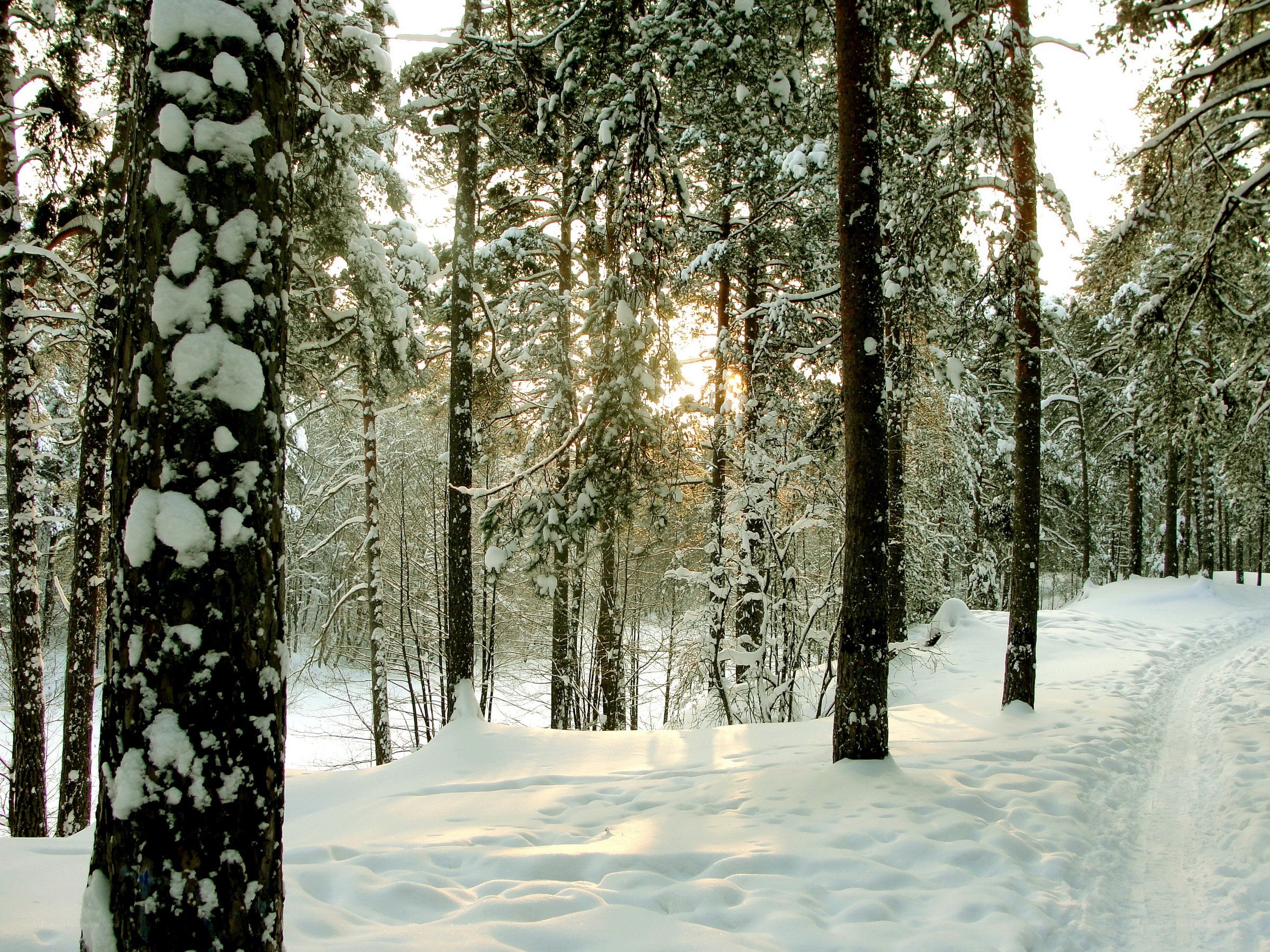 Snowy forest path at sunrise