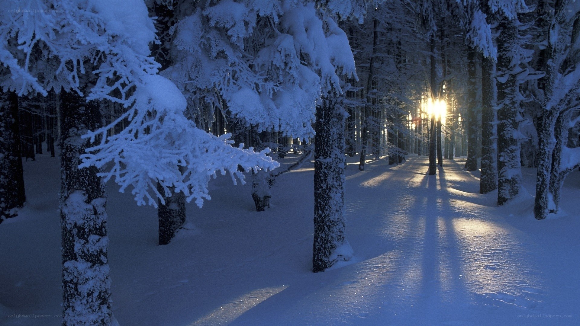 Snowy forest path at sunrise