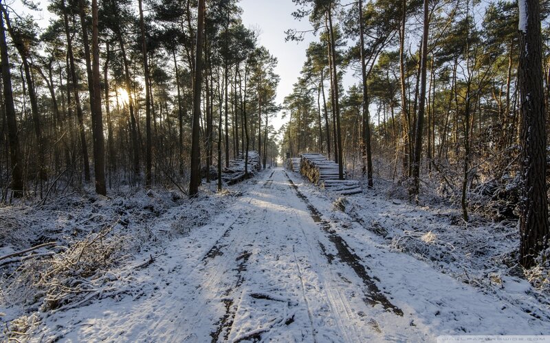 Snowy forest path at sunrise
