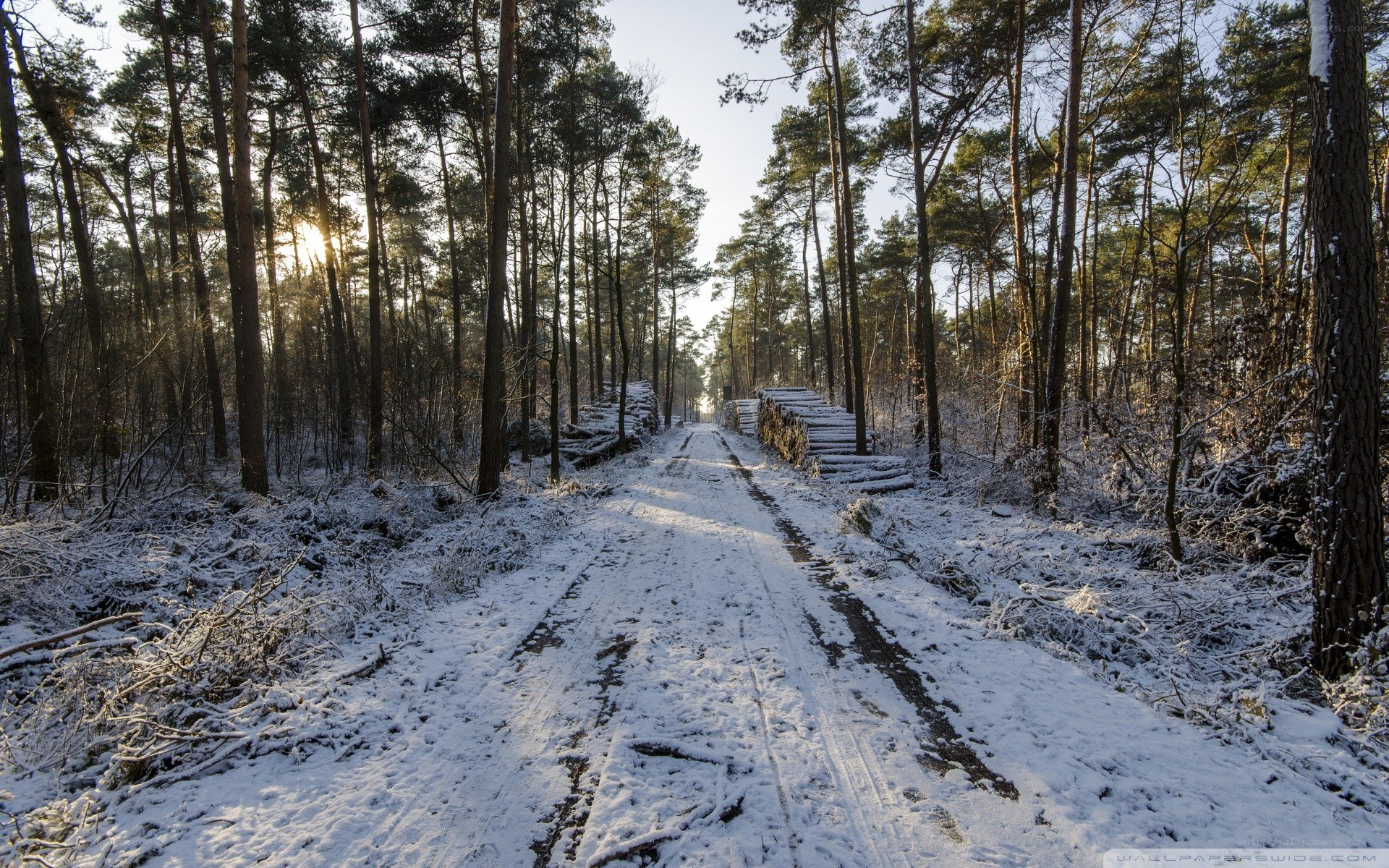 Snowy forest path at sunrise