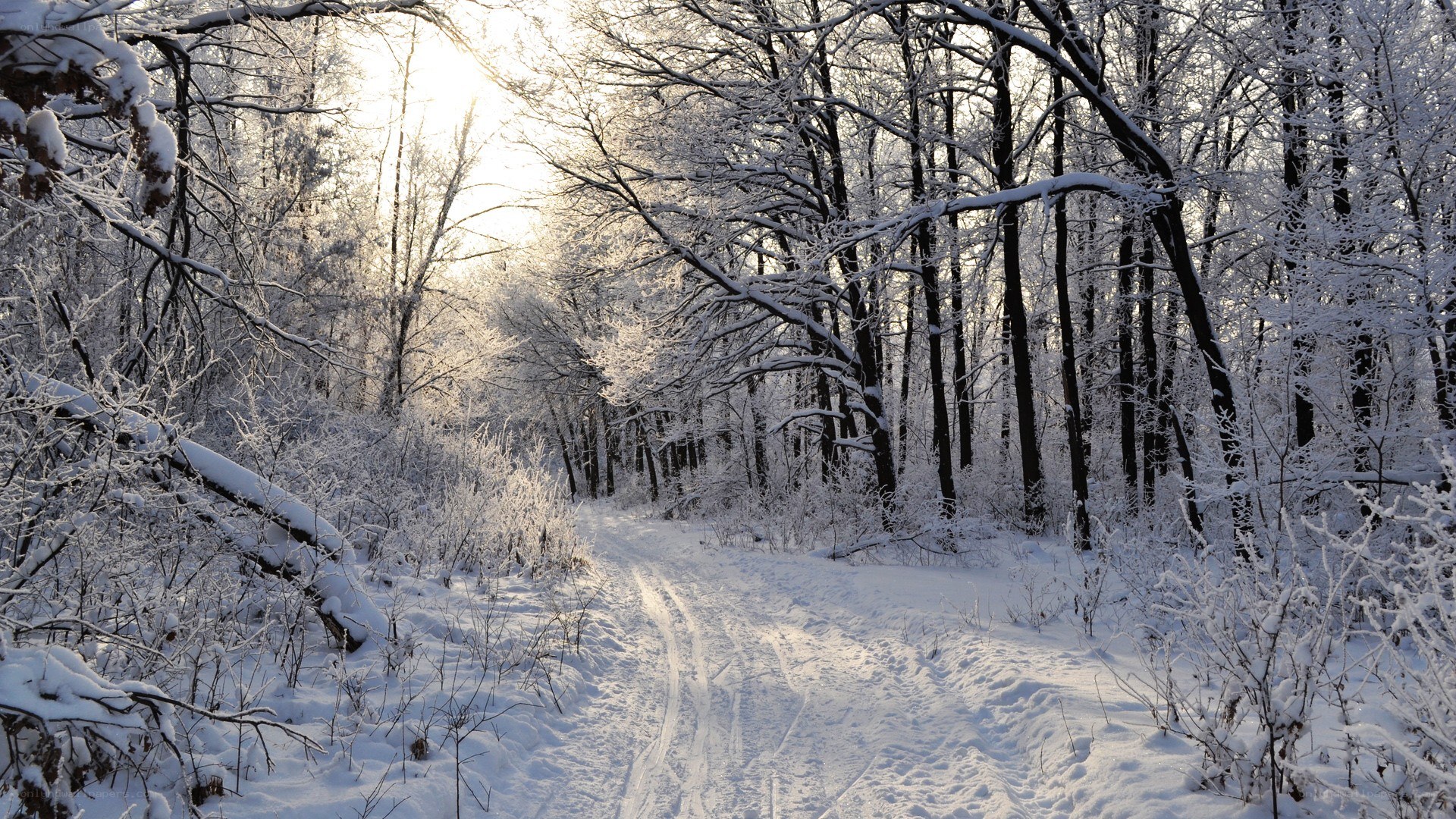 Snowy forest path at sunrise