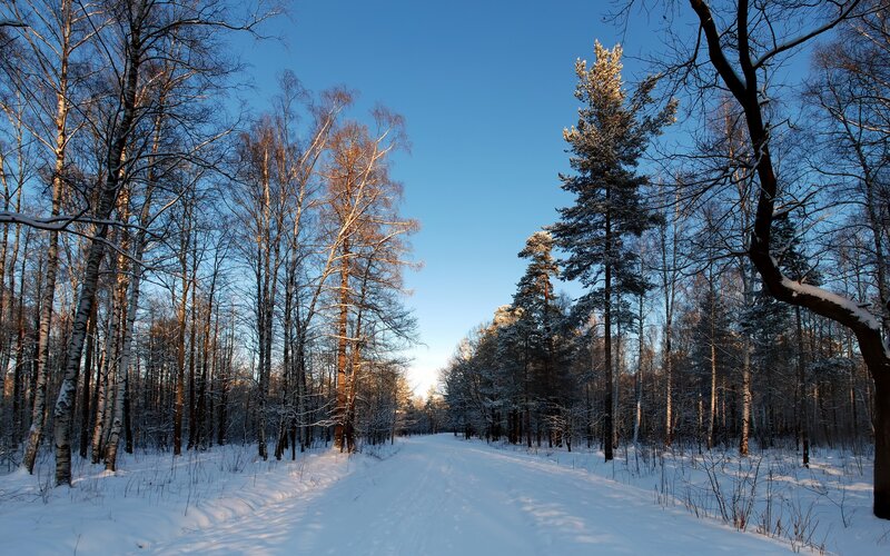 Snowy forest path at sunrise