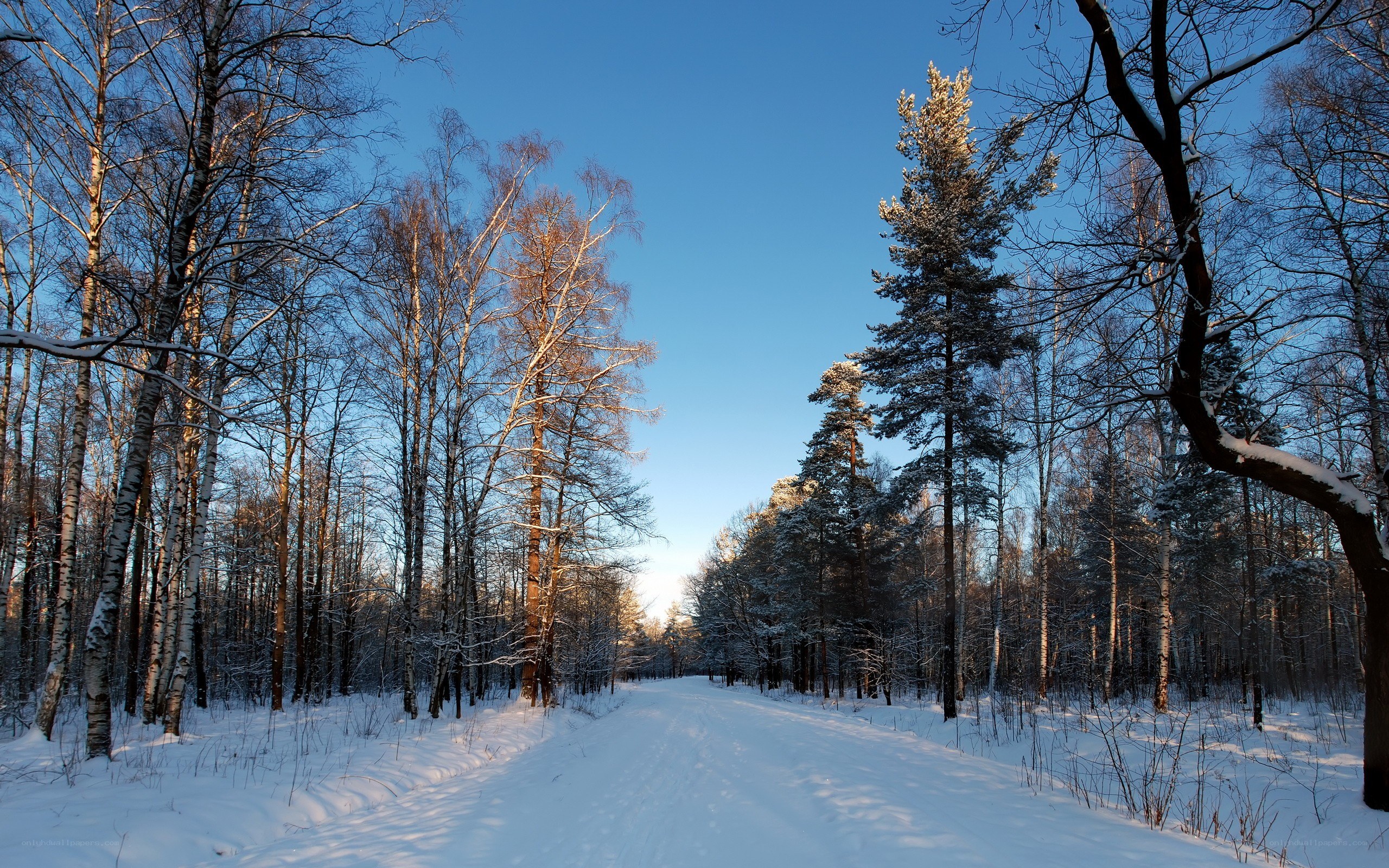 Snowy forest path at sunrise