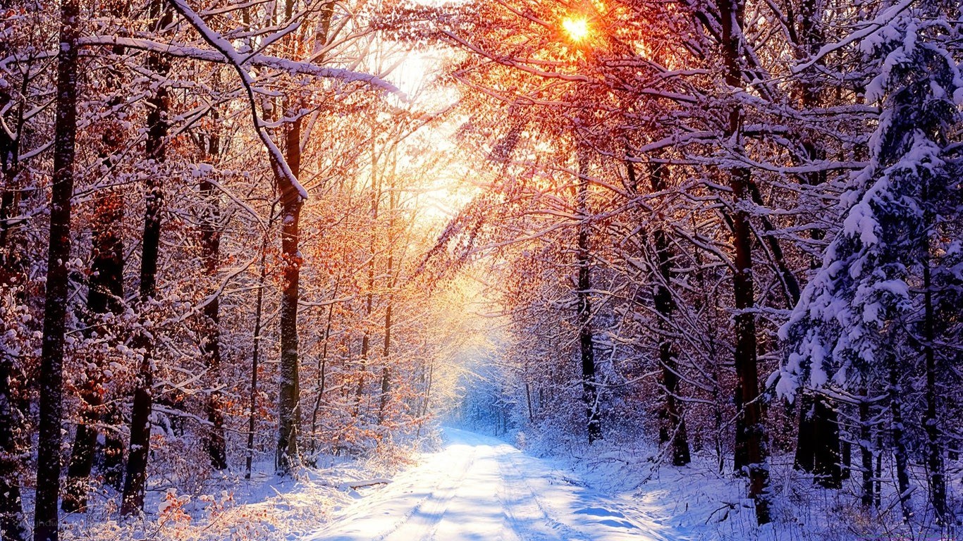 Snowy forest path at sunrise