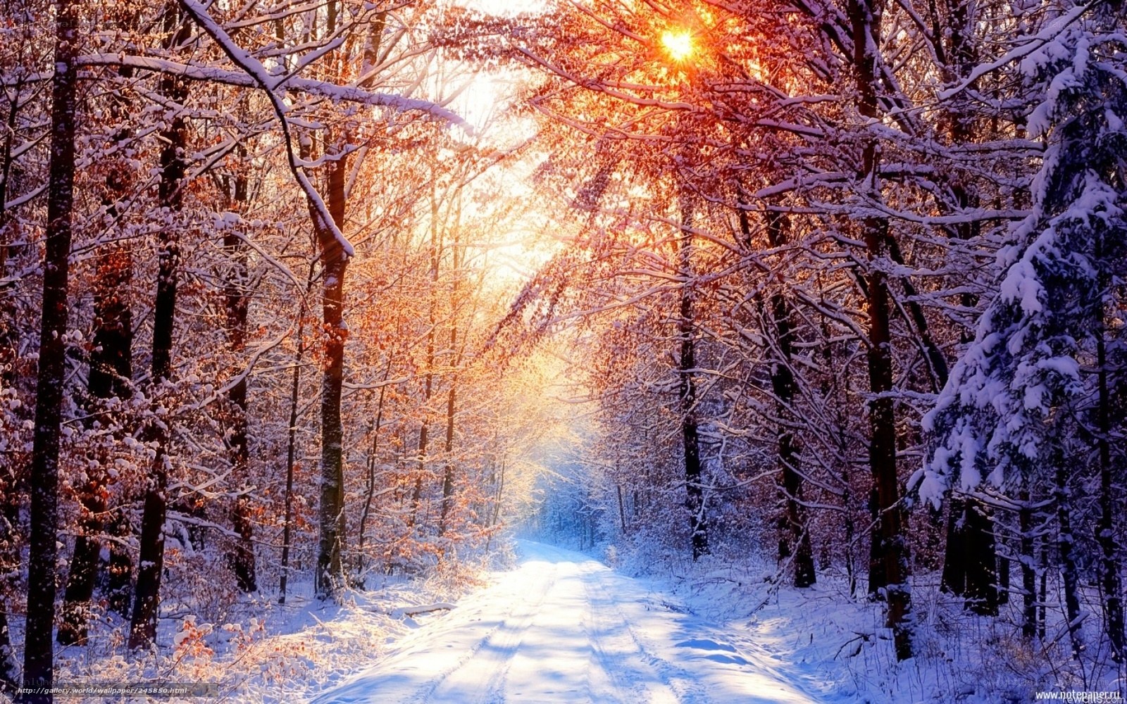 Snowy forest path at sunrise