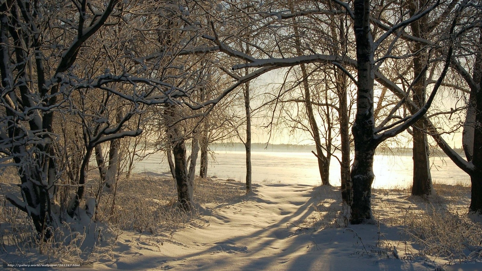 Snowy forest path at sunrise