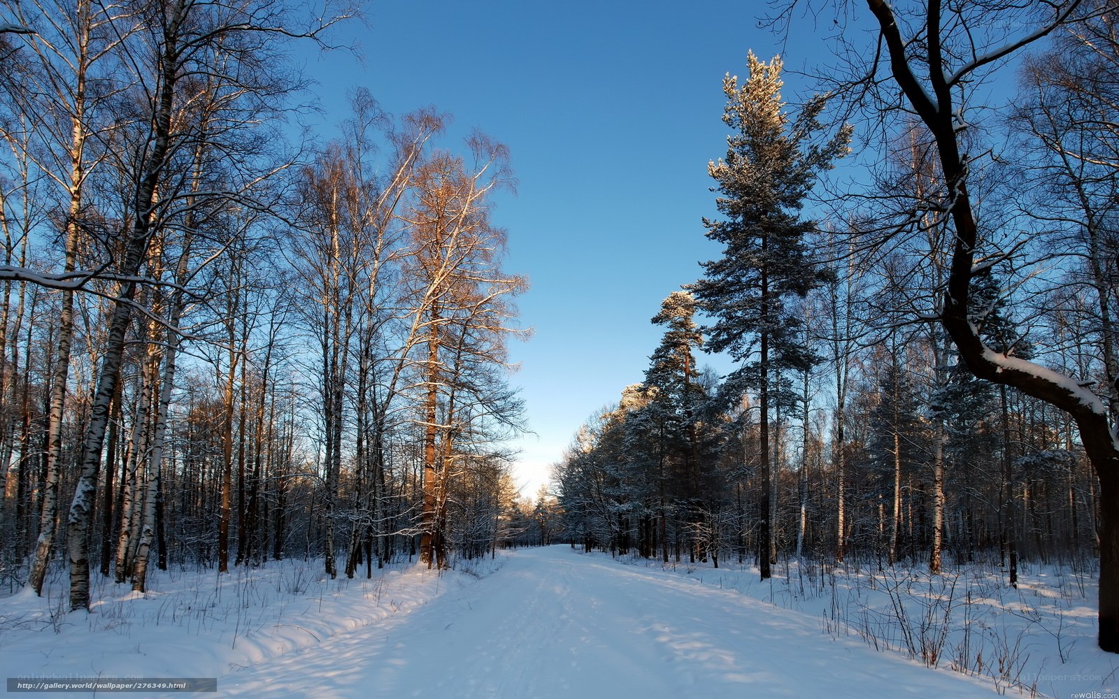 Snowy forest path at sunrise