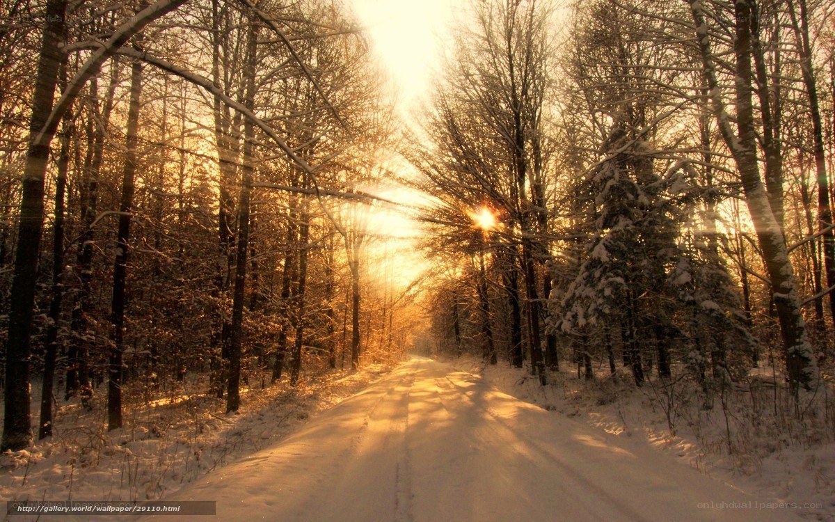 Snowy forest path at sunrise