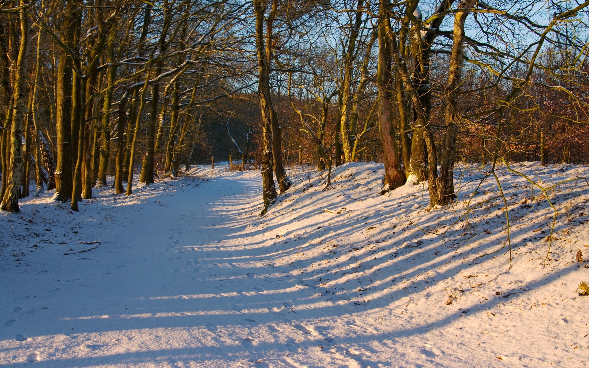 Snowy forest path at sunset