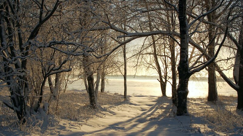 Snowy forest path at sunset