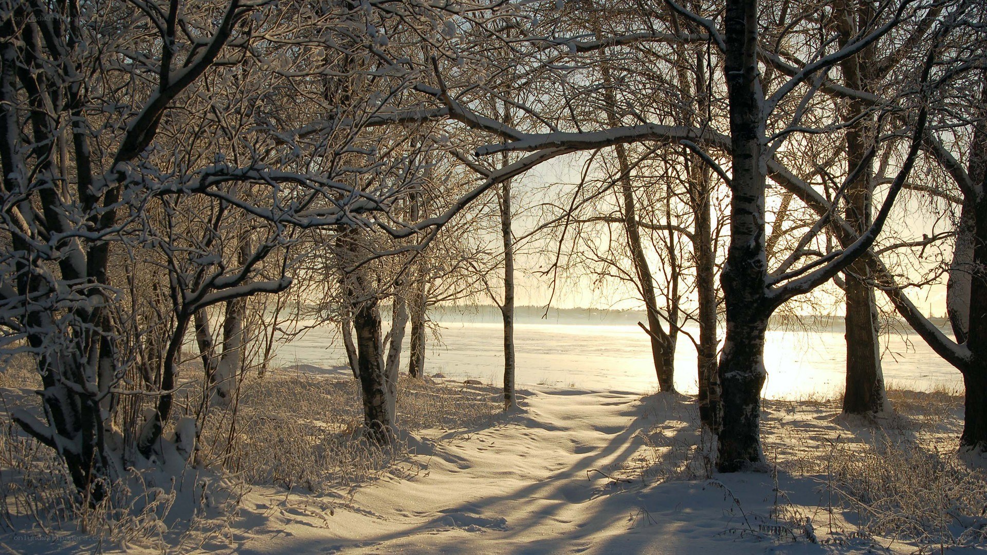 Snowy forest path at sunset