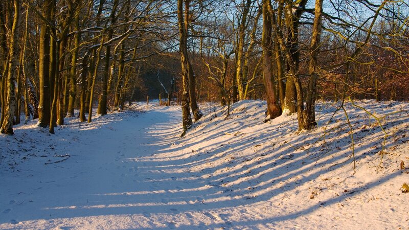 Snowy forest path at sunset