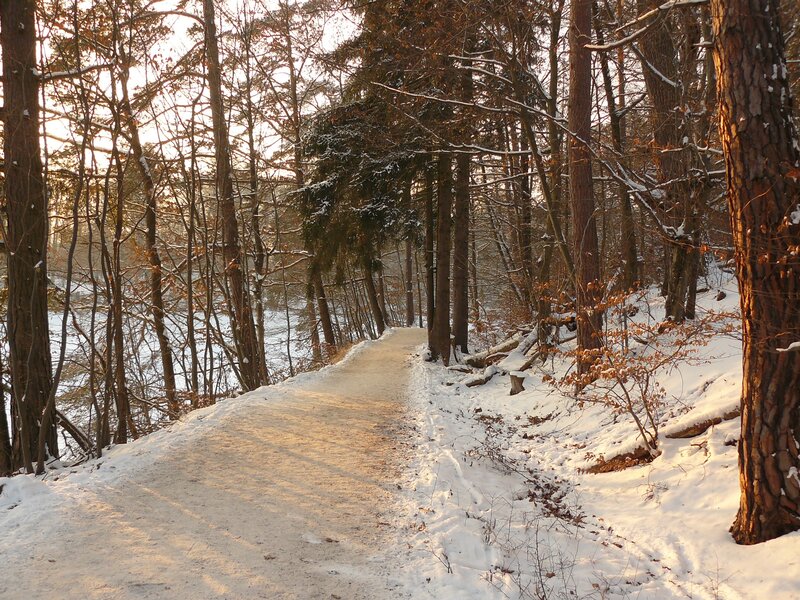 Snowy forest path at sunset