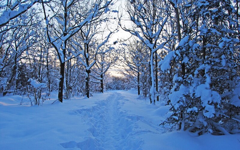 Snowy forest path at sunset