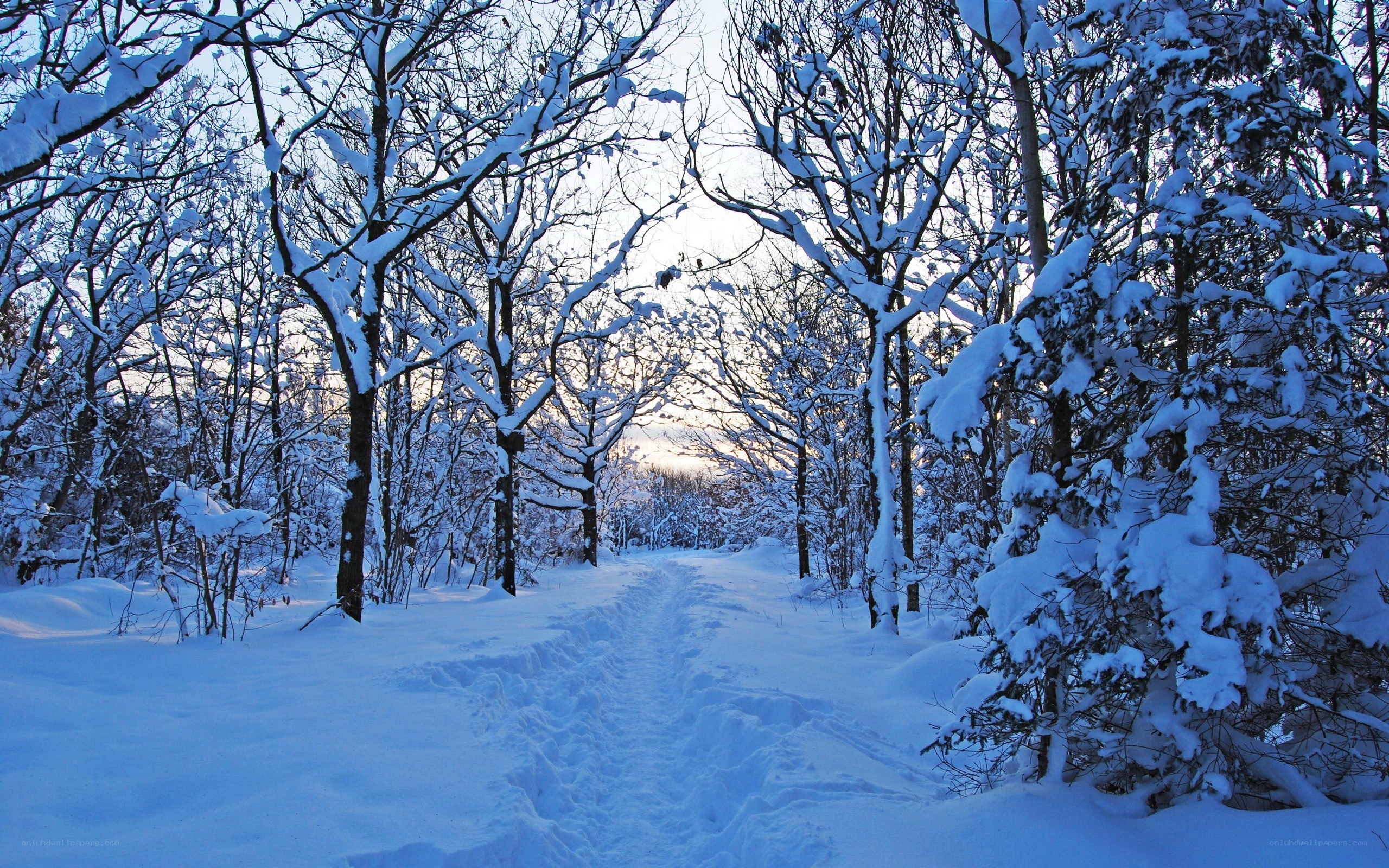 Snowy forest path at sunset