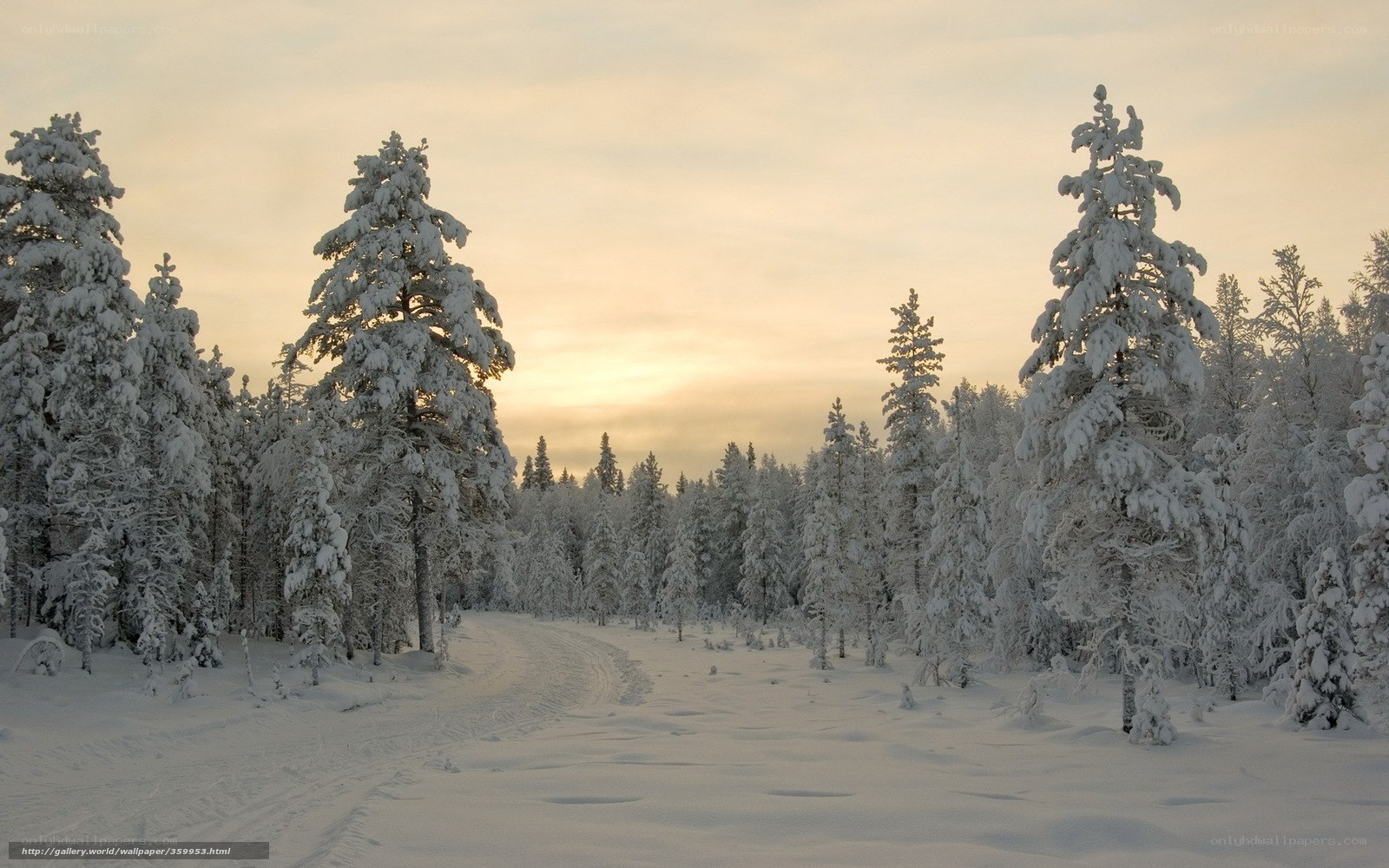 Snowy forest path at sunset
