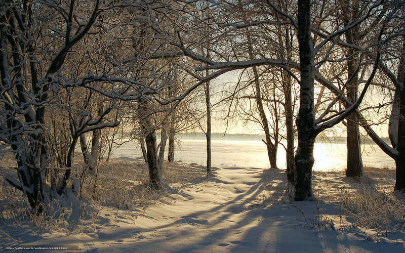 Snowy forest path at sunset