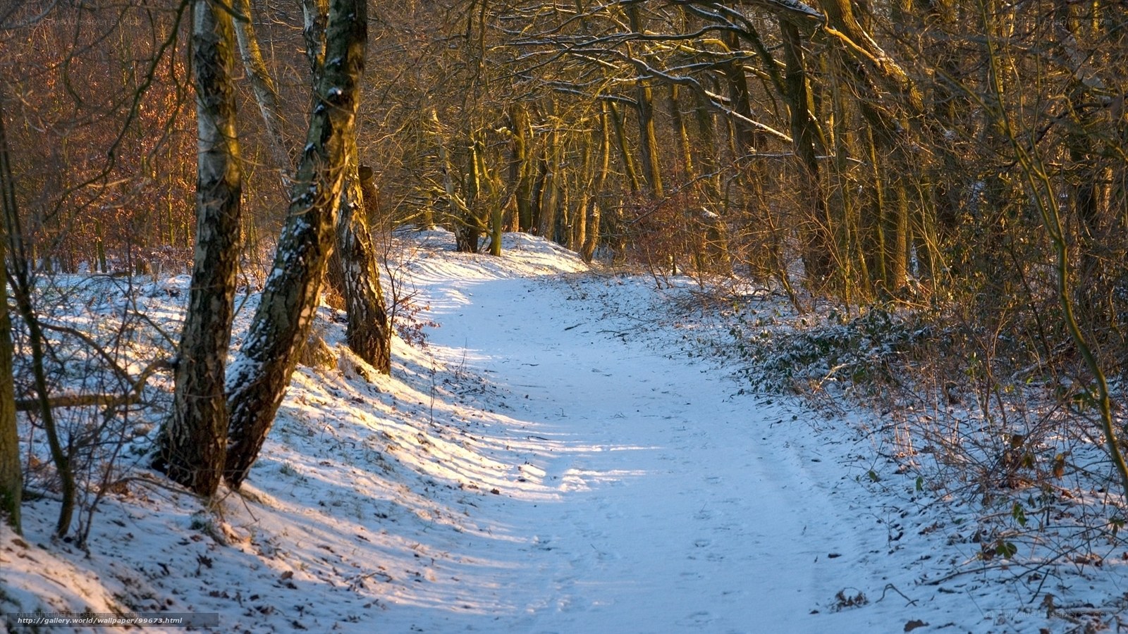 Snowy forest path at sunset
