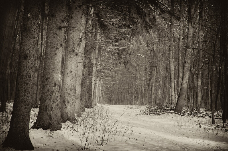 Snowy Forest Path — Black