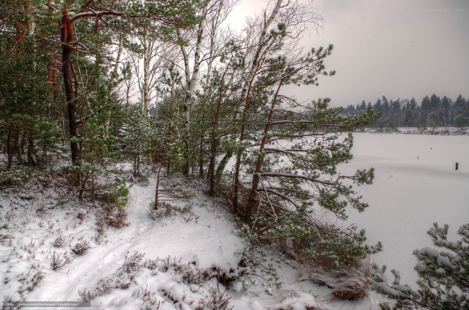 Snowy forest path by lake