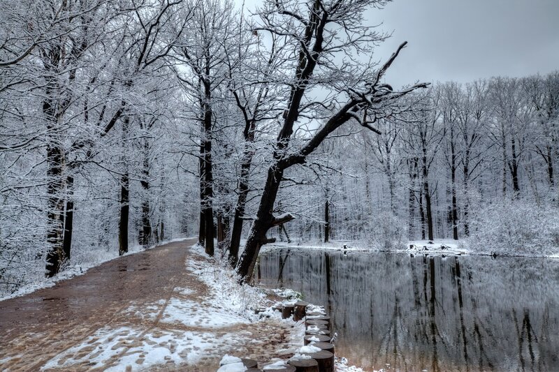 Snowy forest path by pond