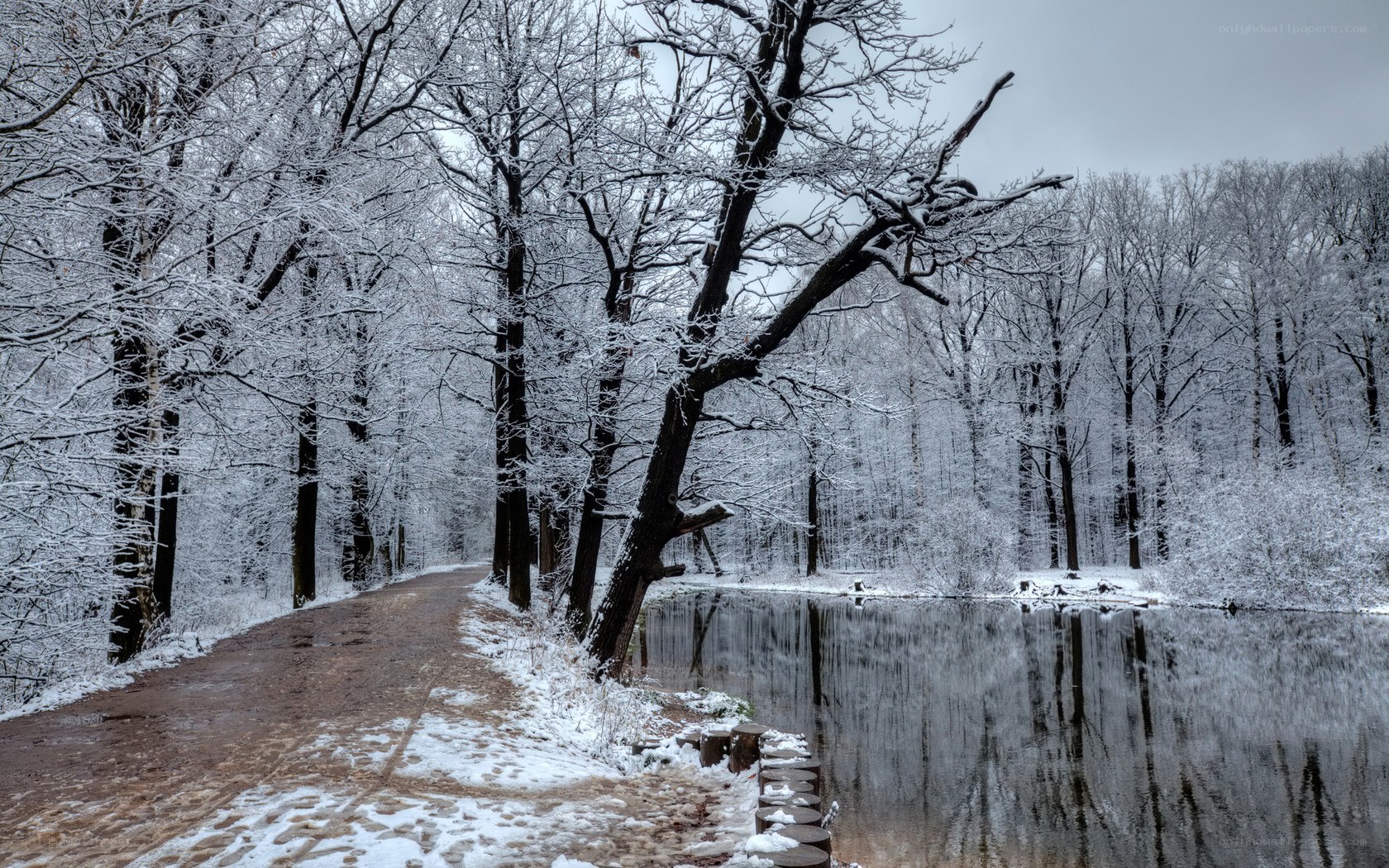 Snowy forest path by pond