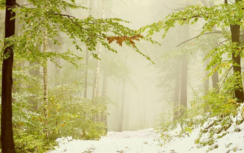 Snowy Forest Path — Green, Misty
