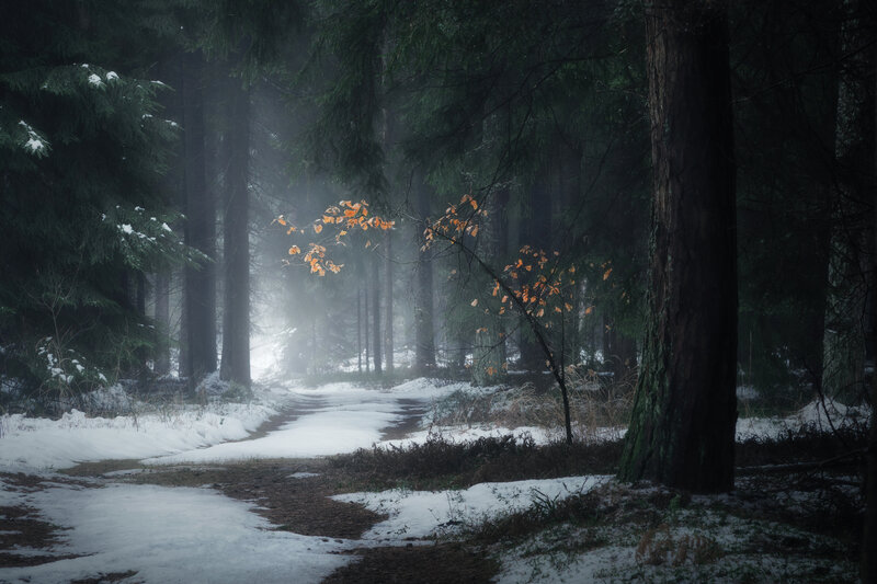 Snowy Forest Path — Green, Misty, Winter, Photograph