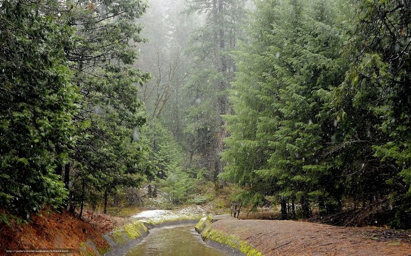 Snowy Forest Path — Green, Misty, Winter