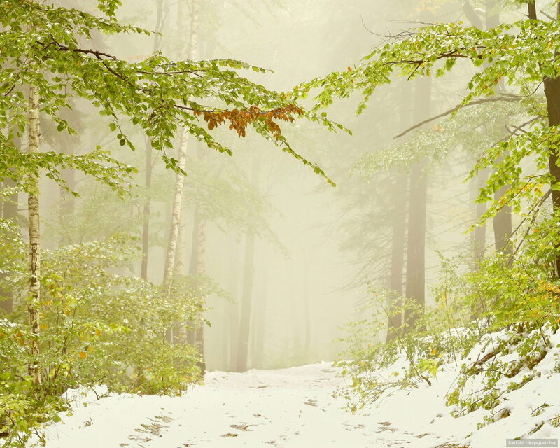 Snowy Forest Path — Green, Serene, Spring