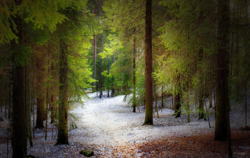 Snowy Forest Path — Green, Serene