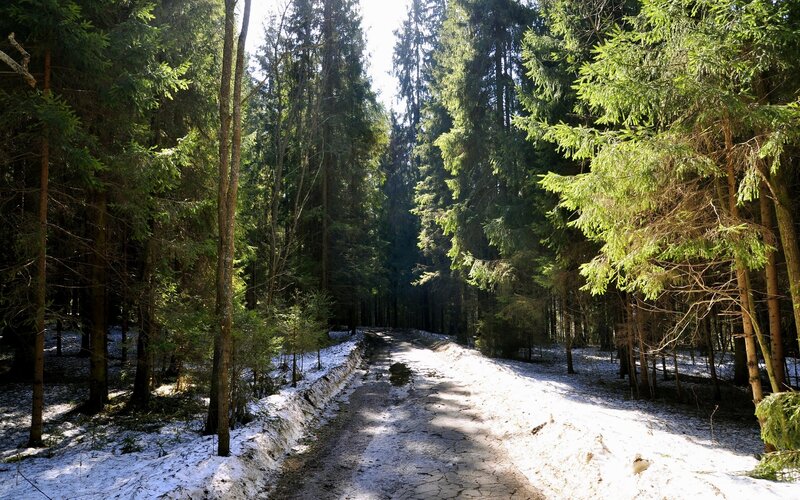 Snowy Forest Path — Green, Serene, Winter, Photograph