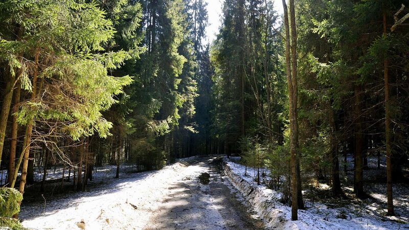 Snowy Forest Path — Green, Serene, Winter, Photograph, Trees, Snow, Sunlight