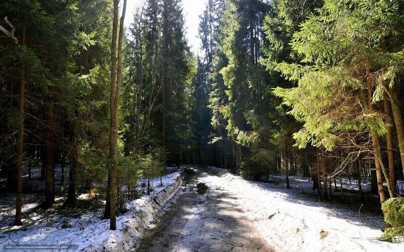 Snowy Forest Path — Green, Serene, Winter