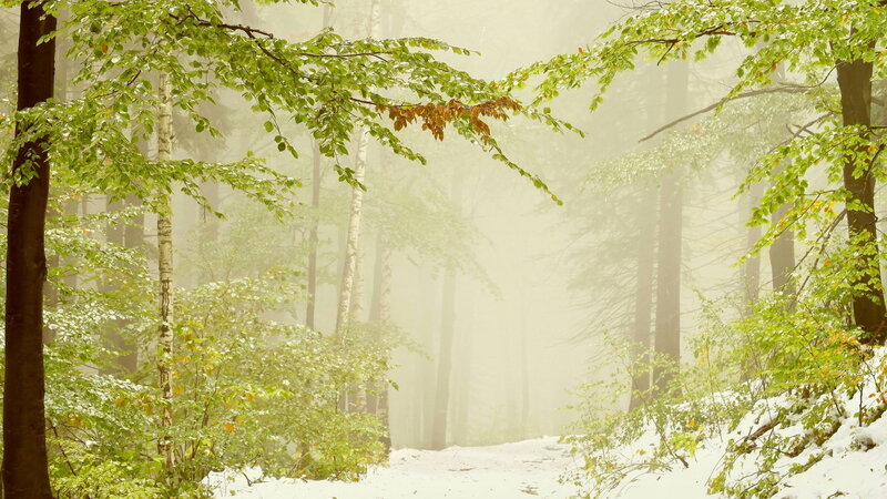 Snowy Forest Path — Green